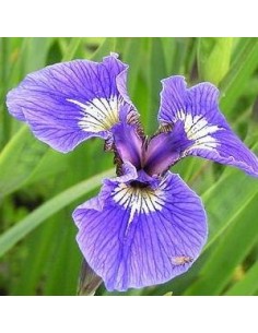Iris de l'Alaska