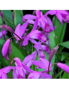 Orchidée jacinthe 2