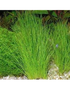 Eleocharis acicularis
