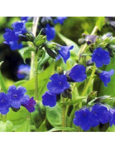 Pulmonaire "Azurea"