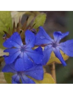 Plumbago de Willmott