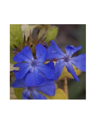 Plumbago de Willmott