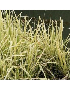 Glycérie aquatique panachée