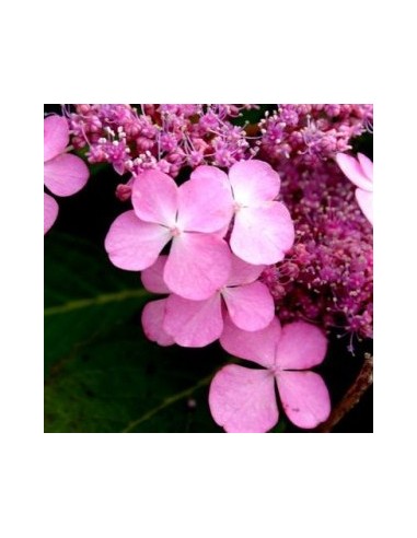 Hortensia "Taube"