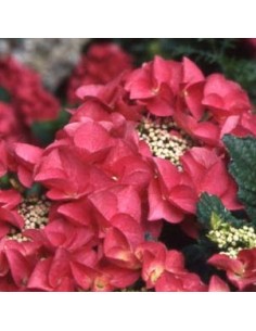 Hortensia "Kardinal"