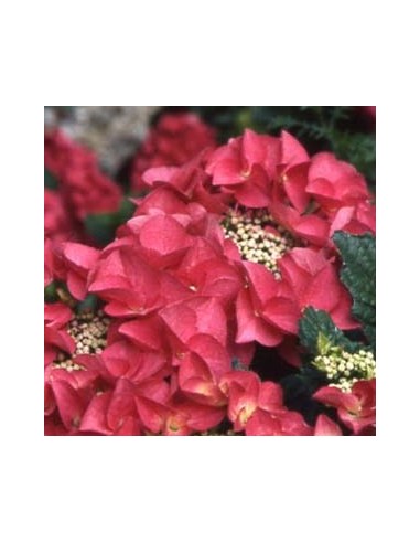 Hortensia "Kardinal" Hortensia "Kardinal"