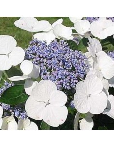 Hortensia "Libelle"