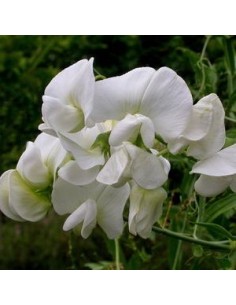 Pois vivace "White pearl"