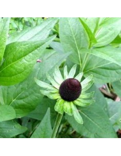 Rudbeckia "Green wizard" 2