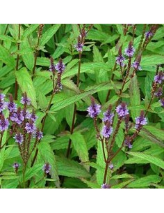 Verveine hastée "Blue spires"