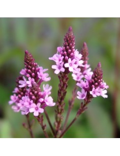 Verveine hastée "Pink spires"