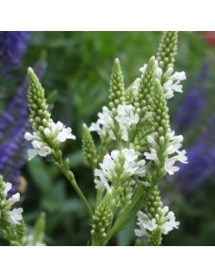 Verveine hastée "White spires"
