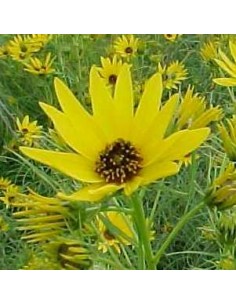 Soleil à feuilles de saule