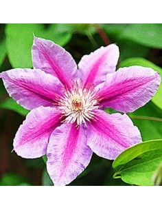 Clématite "Nelly Moser"