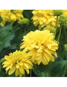 Rudbeckia laciniata "Goldquelle"