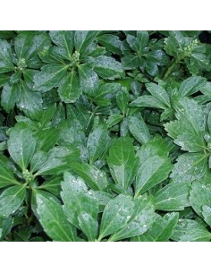 Pachysandra terminalis "Green carpet"