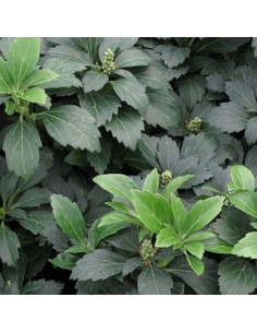 Pachysandra terminalis "Green sheen"