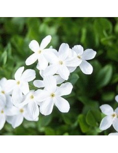 Phlox rampant "Ariane"