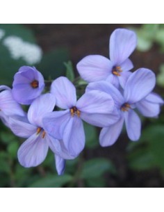 Phlox rampant "Blue ridge"