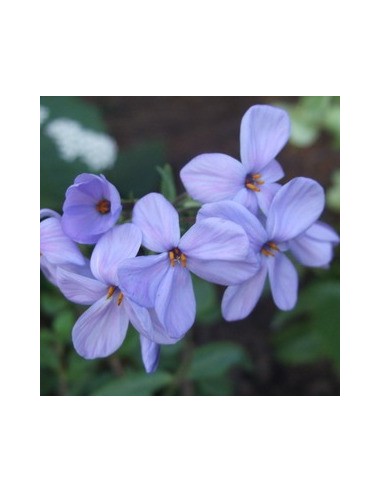 Phlox rampant "Blue ridge"