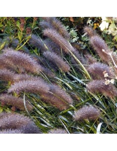 Herbe aux ecouvillons "Moudry"