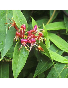 Chèvrefeuille de Henry