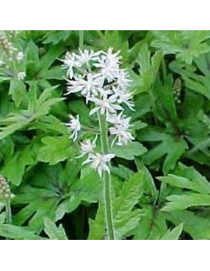 Tiarelle "Skeleton key"