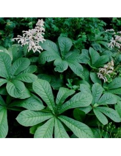 Rodgersia à feuilles de sureau