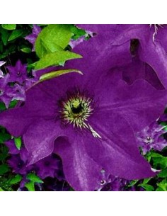 Clématite "the President"