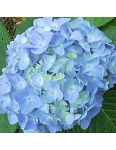 Hortensia "Nikko blue"