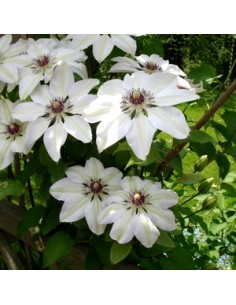 Clématite "Miss Bateman"