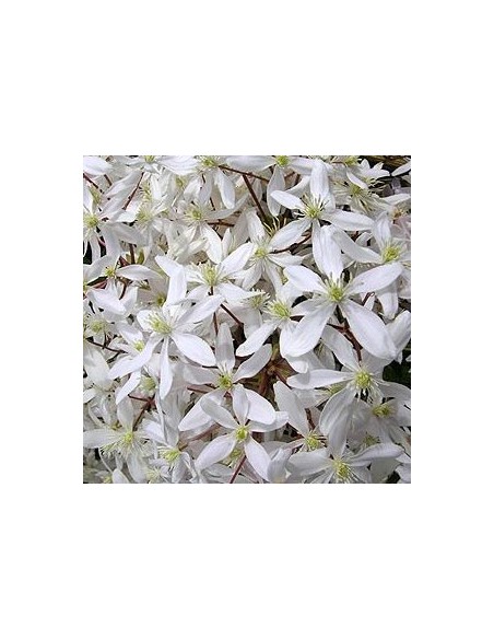 Clématite d'Armand Clématite d'Armand