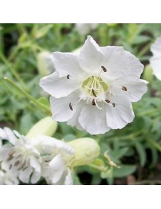 Silène maritime "Weisskehlchen"