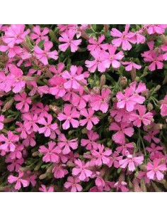 Silène schafta "Splendens"