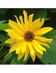 Soleil vivace