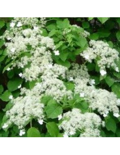 Hortensia grimpant