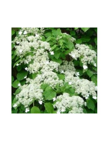 Hortensia grimpant