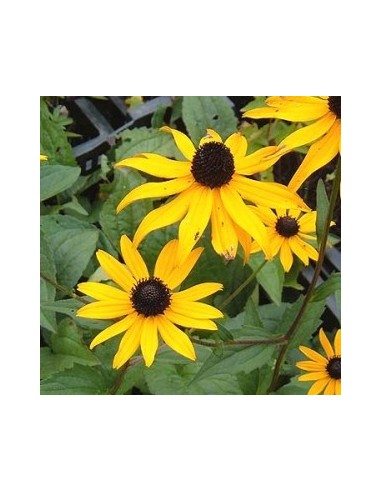 Rudbeckia fulgida "Deamii"