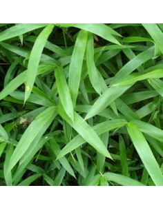 Bambou nain "pumilus"