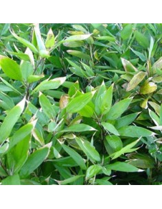 Bambou nain "distichus"