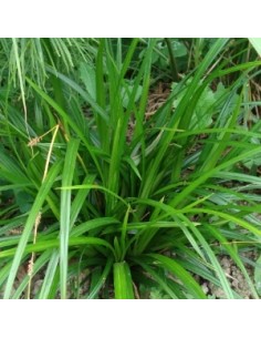 Laîche "Irish green"