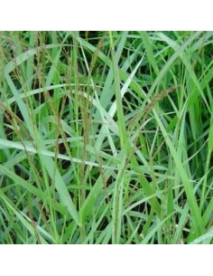 Panic effilé "Warrior"