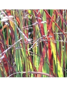 Panic effilé "Heiliger Hain"