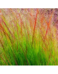 Panic effilé "Rehbraun" 2