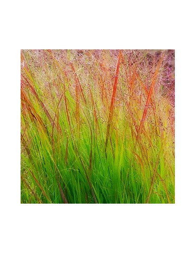 Panic effilé "Rehbraun"