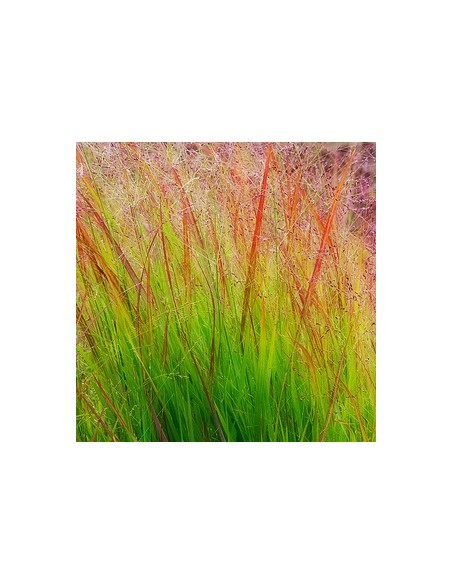 Panic effilé "Rehbraun"