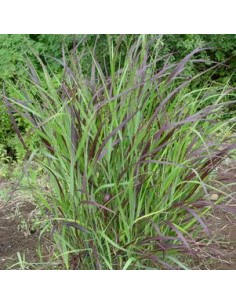 Panic effilé "Shenandoah"