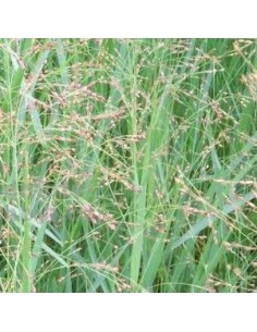 Panic effilé "Strictum compactum"