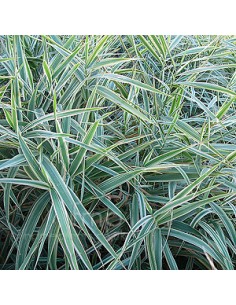 Ruban de la vierge "Picta"