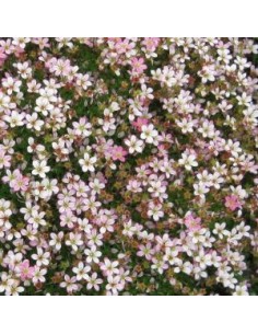 Saxifrage "Pixie"